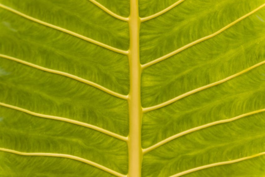 Photo bioadaptacyjnych