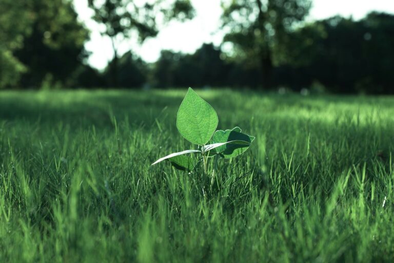Photo eco certification growth