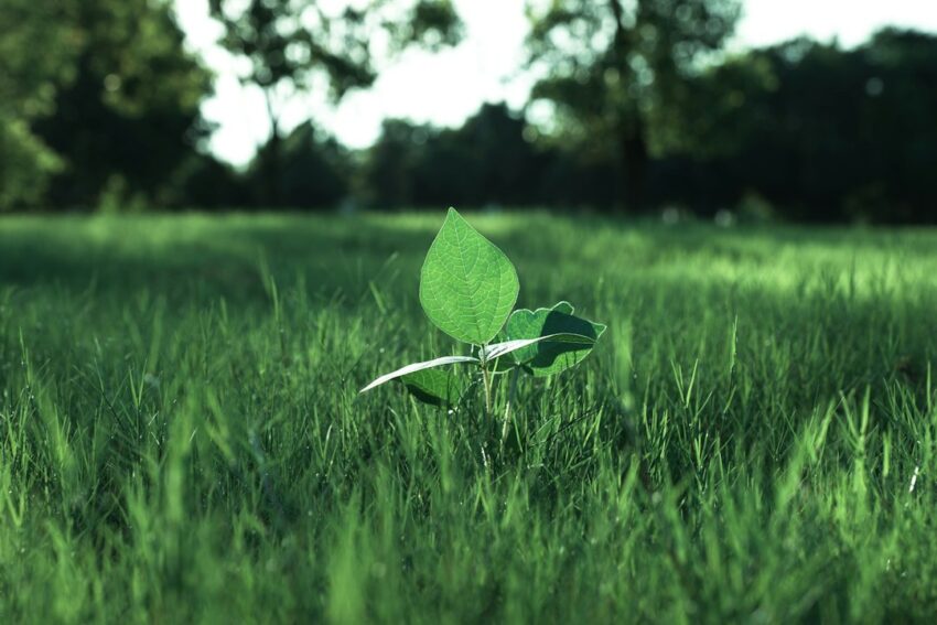 Photo eco certification growth